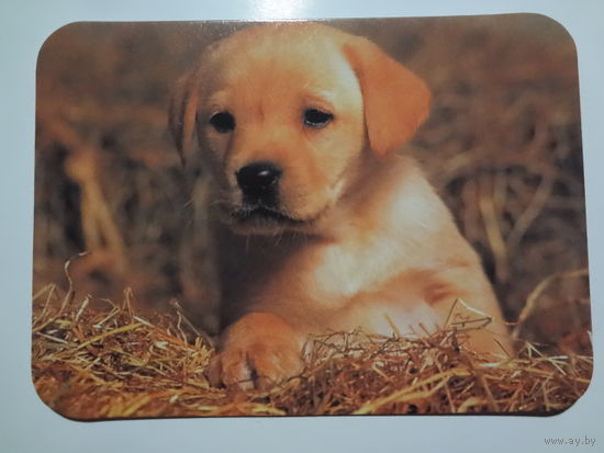 Календарик 2000 г. Щенок.