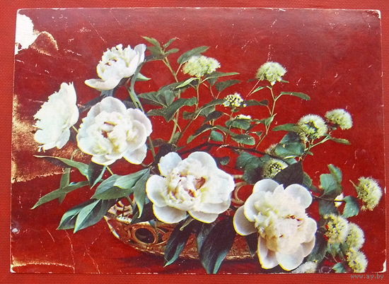 Композиция из цветов. Чистая. 1984 года. Костенко. 764.