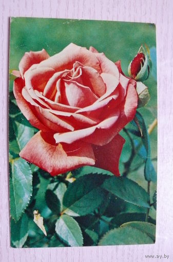 Матанов Н., Роза; 1974, подписана (размер 9*14).