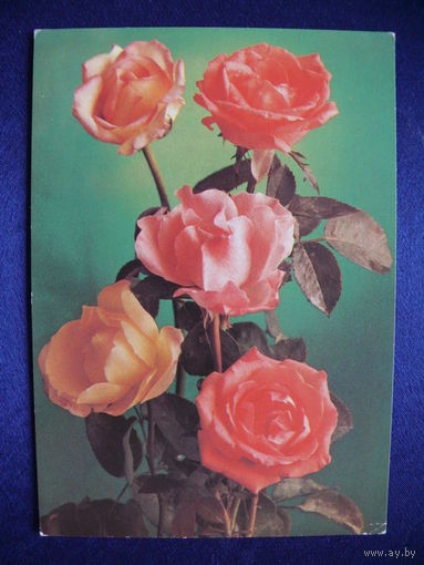Фото Костенко Г., Розы, 1982, чистая.