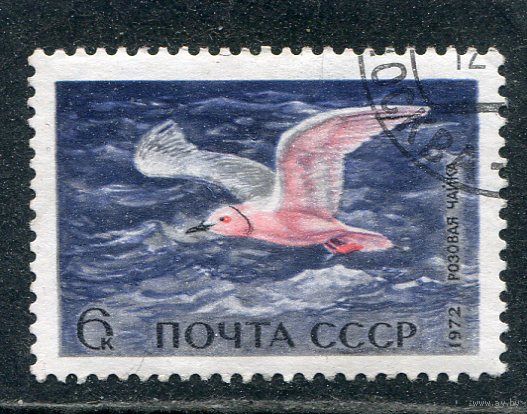 СССР 1972.. Водоплавающие птицы. Розовая чайка