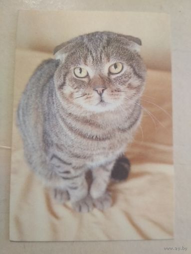 Карманный календарик. Кошки . 1996 год