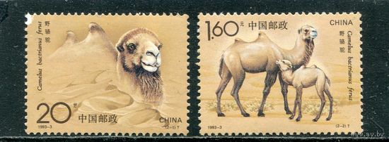 Китай. Фауна. Верблюды