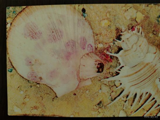 Моллюск и Морской гребешок Фото Васильева 1975