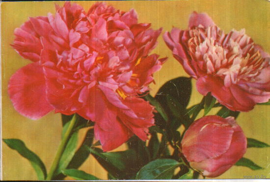 Чистая двойная открытка 1978г. "Поздравляем! Пионы" фото Л. Круцко