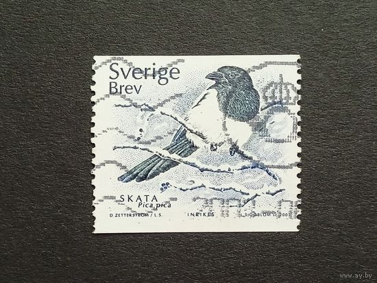 Швеция 2001. Птицы
