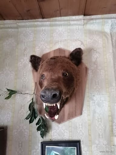 Голова медведя.Чучело.