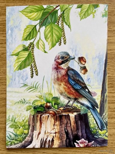 Открытка для посткроссинга "Природа России: Птицы. Евразийская сойка" 11,5 х 15,8 см.