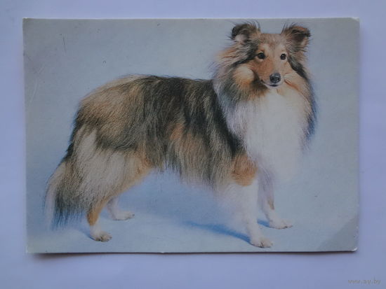 Календарик 1994 г.  Шелти. (141).