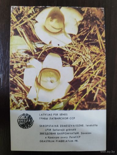 Календарик Прибалтика Звездовик