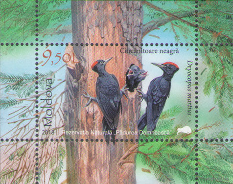 Молдова 2018. Заповедник ''Царский лес''. Дятел. 1 Блок (651)