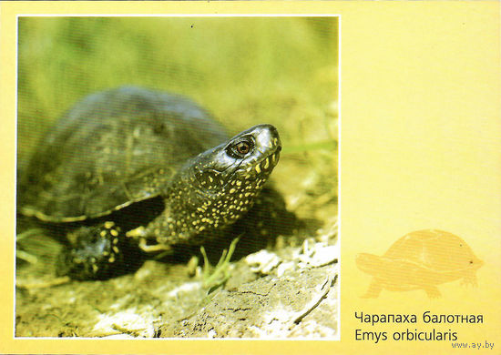 Открытка "Чарапаха Балотная"