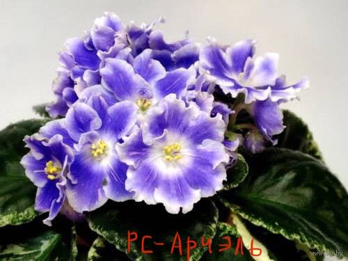 Фиалка РС-Ариэль ( свежесрезанный лист)