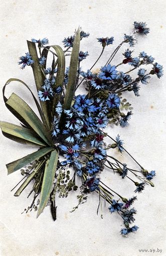 Открытка, почтовая карточка   БУКЕТ  ВАСИЛЬКИ