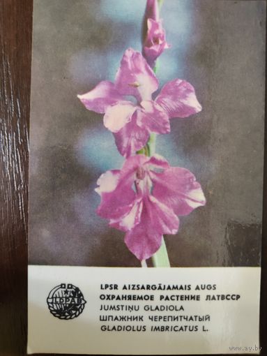 Календарик Прибалтика Шпажник