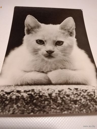 Открытка. Кошечка. Германия.