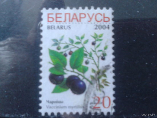 2004 Стандарт, черника