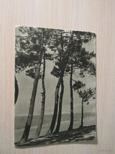 Кобулети. Берег моря. Фото - Альперт, Петрусов. Изогиз - 1955 год.