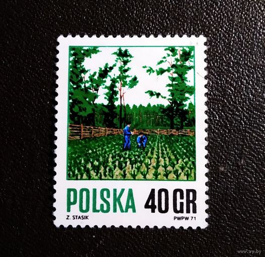 Марка Польша 1971 год Лесное хозяйство