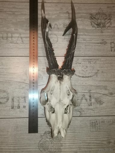 Охотничий трофей-рога косули, общая длина 40 см.