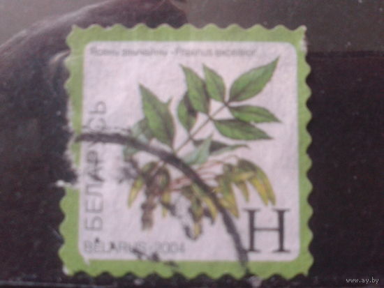 2004 Стандарт, плоды ясеня