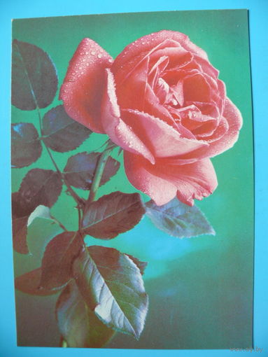 Костенко П.(фото), Роза, 1987, чистая.