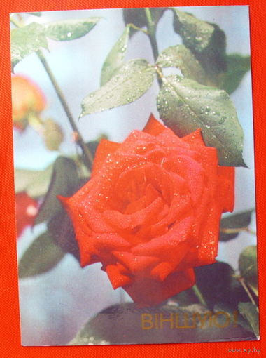 Вiншую! Подписанная. 1990 года. # 174.