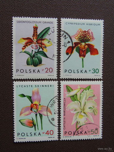 Польша 1965. Орхидеи