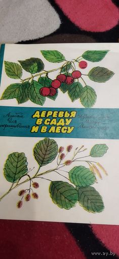 Раскраска чистая