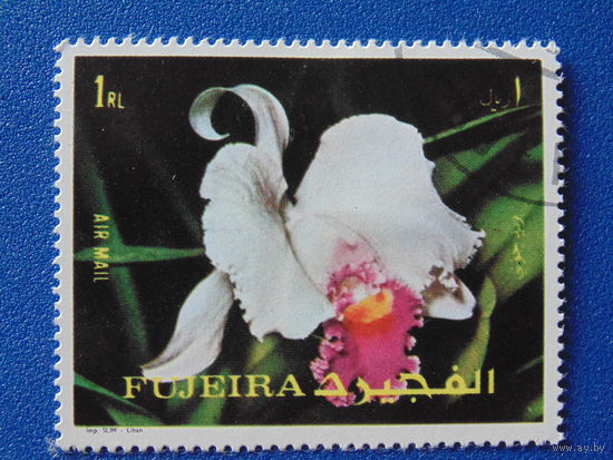 Фужейра. Цветы.