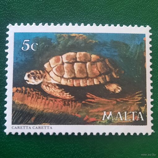 Мальта. Фауна. Черепахи. Caretta