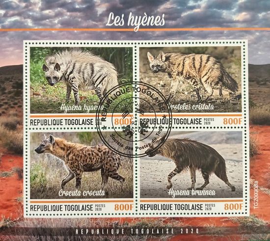 Того 2020. Фауна. Гиены. Малый лист