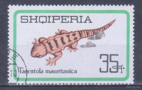 [994] Албания 1966. Фауна.Ящерица. Гашеная марка.