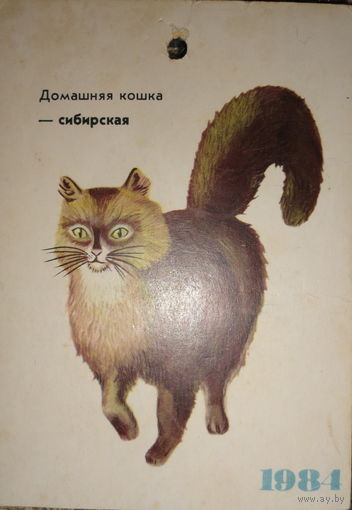Карточка Кошка домашняя-сибирская   Перед покупкой уточняйте наличие- лот выставлен на других площадках. Состояние – как на фото, смотрите внимательно - вы получите именно то, что видите.