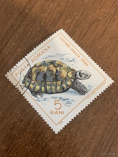 Румыния 1964. Черепаха. Testudo Graeca Ibera. Марка из серии