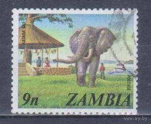 [2125] Замбия 1975. Фауна.Африканский слон. Гашеная марка.