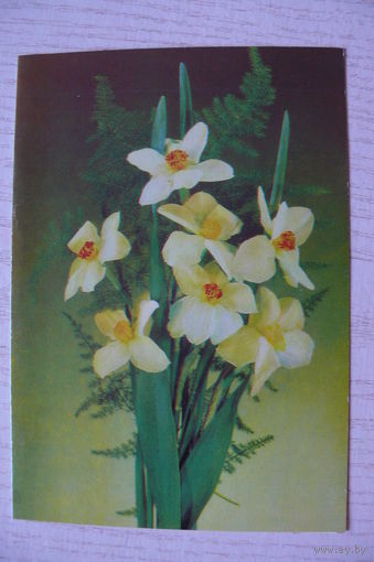 Дергилев И., Нарциссы, 1984, двойная, чистая.