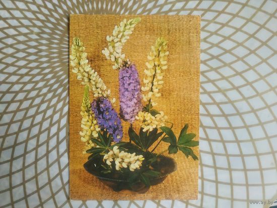 Открытка СССР 1981 год.   Чистая. В.Тужиков . Состояние на скане.