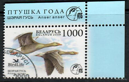 Серый гусь (779)