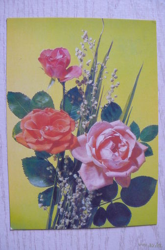 Дергилев И., Розы, 1990, 1991, чистая.