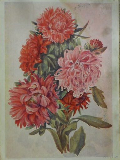 ПОДПИСАННАЯ ОТКРЫТКА СССР. АСТРЫ. худ. В. МОРОЗОВА.1959 год.