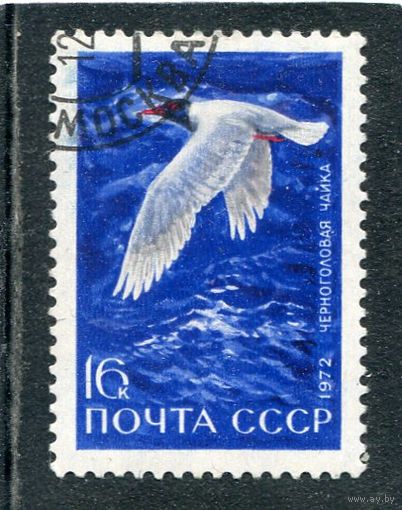 СССР 1972.. Водоплавающие птицы. Черноголовая чайка
