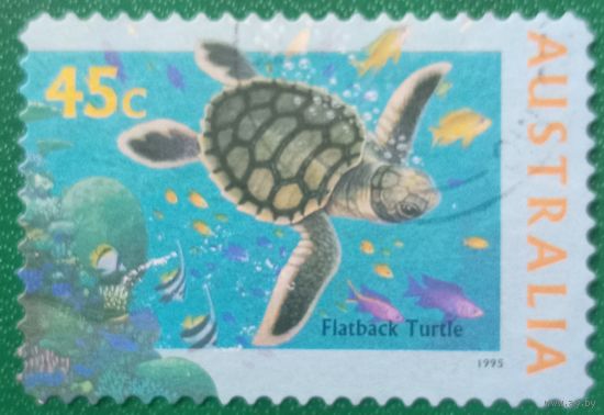 Австралия 1995. Черепахи. Flatback turtle