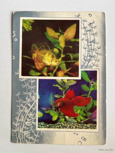 Открытка Аквариумные рыбы Фото В. Дацкевич Художник Л. Зайцев 1974 год