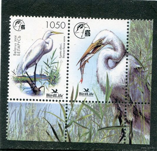 Беларусь 2008. Птица года. Большая белая цапля. Марка с купоном