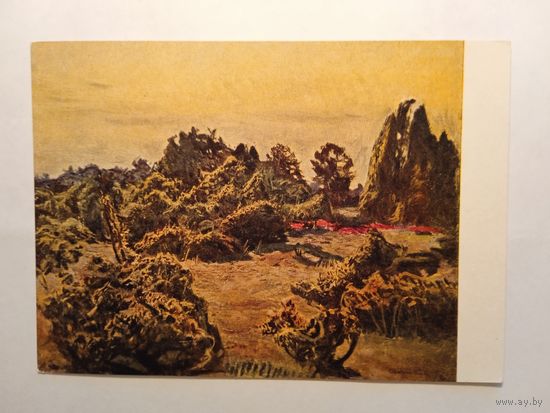 1957. Китс. Можжевельник