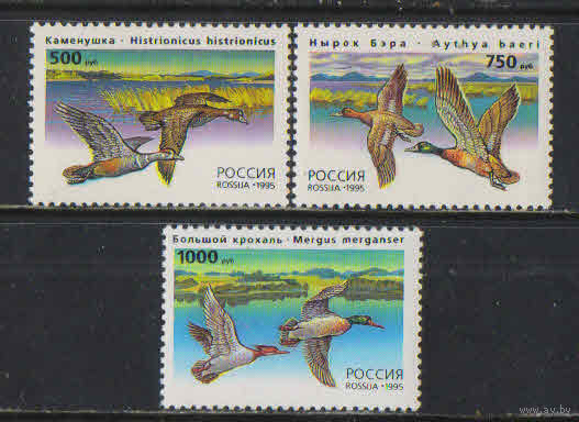 Россия РФ 1995 Утки Каменушка Нырок Большой крохаль Полная  #242-4**