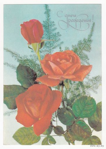 Открытка 1984 (144)