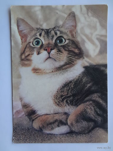 Календарик 1994 г. Кошка. (256).