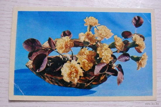 Вартапетян М., Нессонова И., Поздравляю! 1976, чистая (размер 9*14).